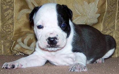 DDDawgs They Call Her Domino